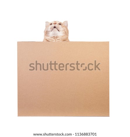 Red cat sitting in the box isolated on white background.