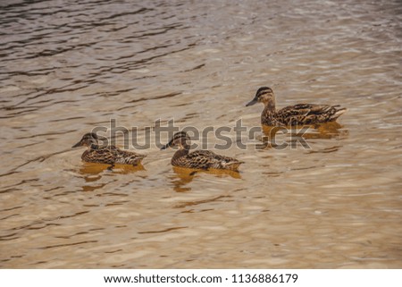 wild ducks swim in the lake
