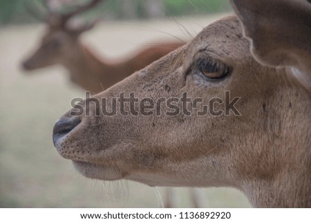 Detail of head European fallow deer, dama dama