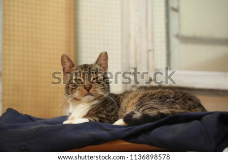 horizontal photograpy brown and white cat with white paws resting on a navy blue cloth under a white window frame