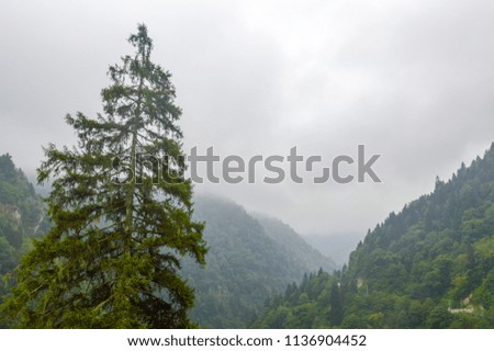Mistiness weather and forest, mountains