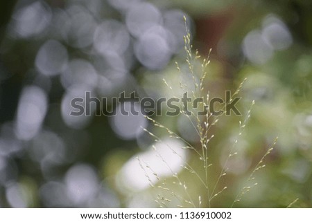 Phaenosperma globosum, grass flower