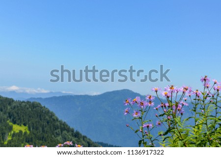 Forest and mountains views from Rize