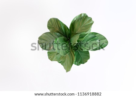 plant in a decorative vase on a black background