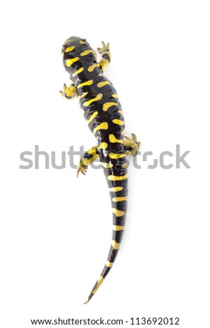 Tiger salamander (ambystoma tigrinum) isolated  on white background.