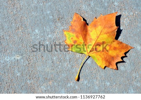 Colorful Fall leaf.