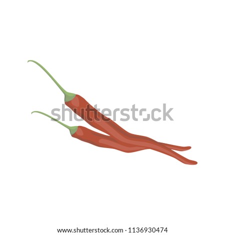 Vector chili illustration isolated in cartoon style. Herbs and Species Series