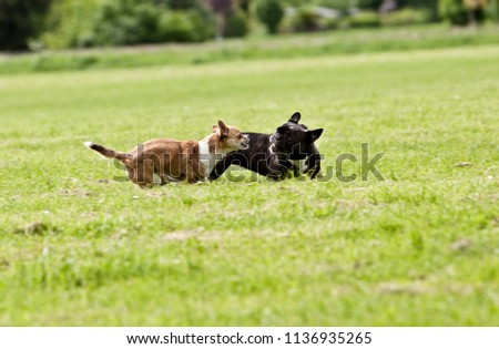 French Bulldog and Chihuahua playing around on the grass