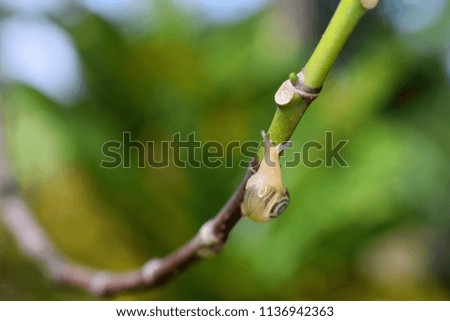 Beautiful snail is catch  on the branch and picture is vivid style. Background is green and blurred. Concept of this picture is life with the delay. 