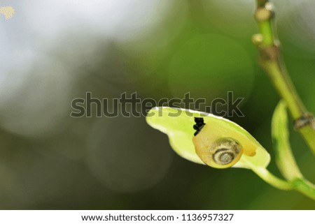 Beautiful snail is catch  on the branch and picture is vivid style. Background is green and blurred. Concept of this picture is life with the delay. 