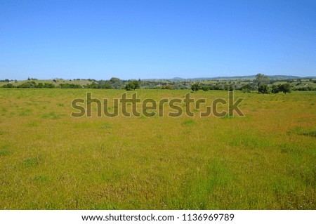 Beautiful Landscape of Trees, mountains, hills and grass field in California, United States