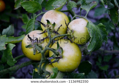 Green tomato on bush. Immature tomato on the bed