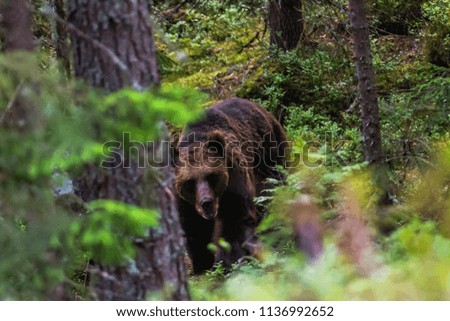 Bear behind trees