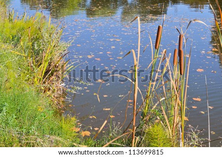 Reeds on the pond in the autumn Royalty-Free Stock Photo #113699815