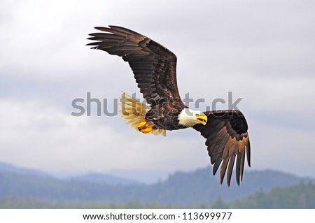 Bald eagle. British Columbia. Canada. Royalty-Free Stock Photo #113699977