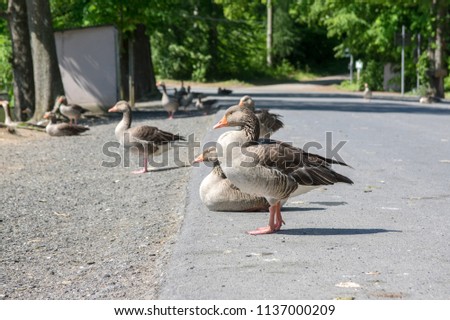 Anser anser species of large goose, big bird called greylag goose relaxing with birds friends on the street
