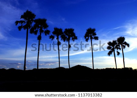 Sugar palm, Toddy palm with blue sky background, Silhouette picture