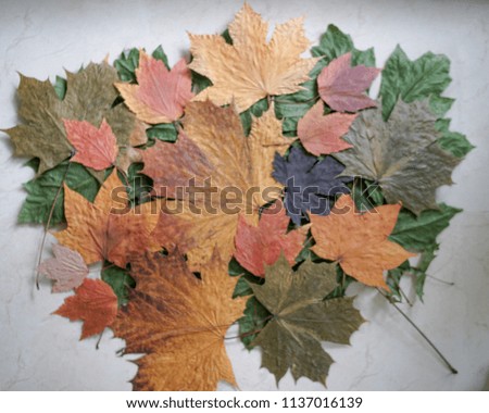 Blurry picture of autumn color maple leafs