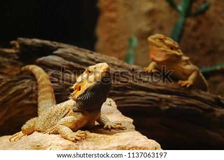 Two brown lizards with selective focus