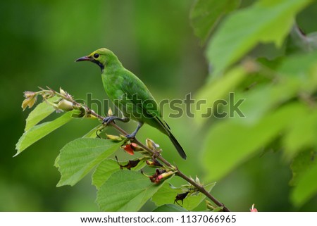 golden-fronted leafbird (Chloropsis aurifrons) is a species of leafbird. It is found from the Indian subcontinent and south-western China, to south-east Asia and Sumatra,green bird in Thailand.