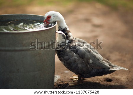 Turkey hen is drinking water