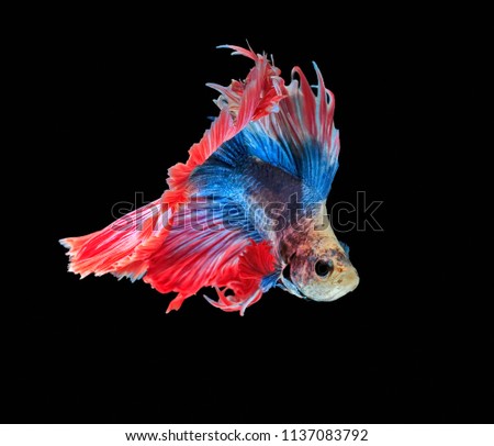 beautiful color fighting fish Siam, black background.