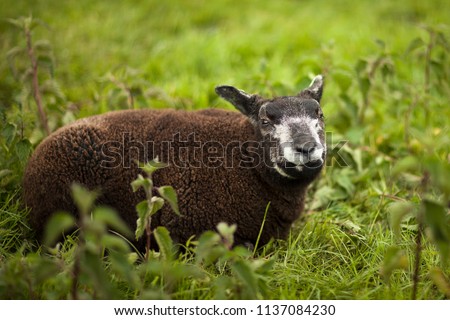 Cute sheep in the park
