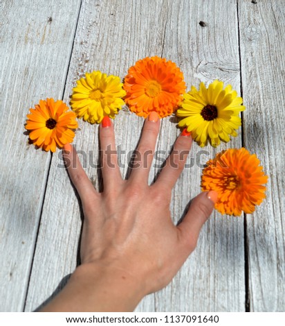 Human body part and orange flowers on the wood background. Orange and yellow colours.