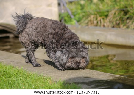 Kleiner schwarzer Hund in the Park, Berlin in Summer
