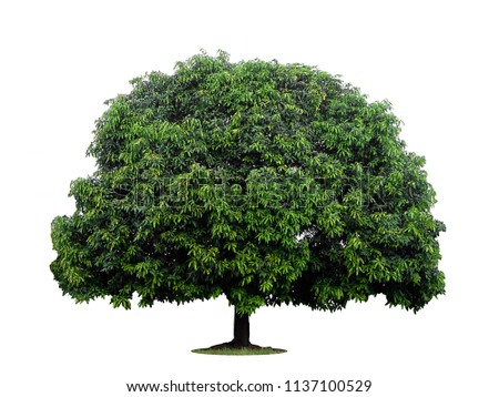 Big tree at isolated on white background, tree die cut
 Royalty-Free Stock Photo #1137100529