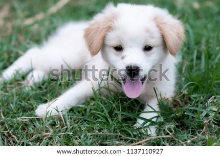 Beautiful white puppy lying on the lawn and he is look at camera. Picture is selective focus. Concept of this picture is faithful friend in your life.