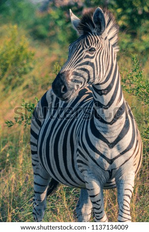 Zebra on the savanna in South Africa