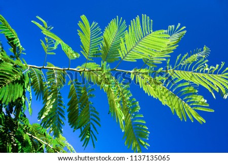 Close up of a tree branch and leaves as known Albizia Julibrissin (Mimosa, Silk Tree). View from bottom up. Bottom view background. Bright green leaves on blue sky background. Bright spring backdrop.