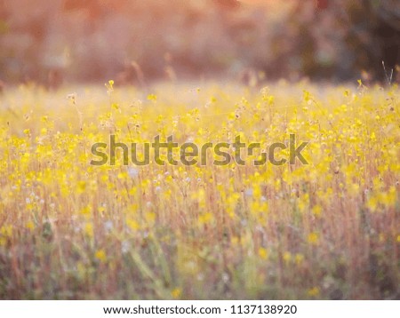 Image blur seasons of flowers, Small yellow meadow flowers are blooming in the fields. Nature background.
                               