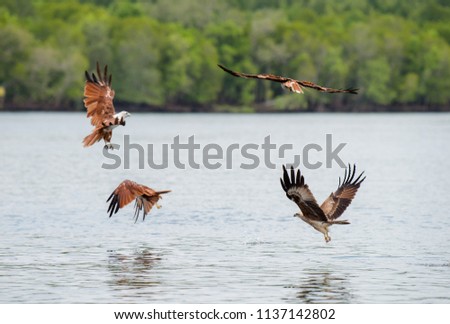 Langkawi eagles, Brahminy kite or red-backed sea-eagle flying over the waters of mangrove in Langkawi, Malaysia