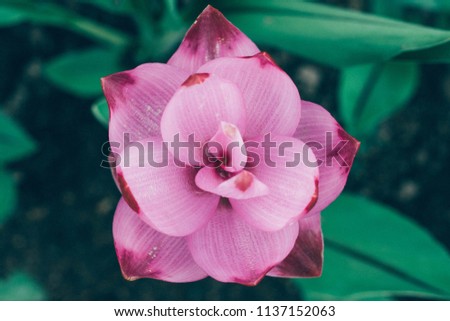 Top view, flowering tulips, Siam tulip flower blooming in the rainy season in Thailand.