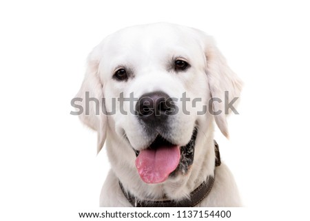 Portrait of an adorable Golden retriever - isolated on white background.
