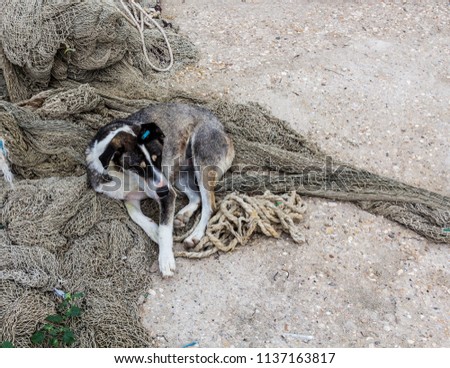  Dog on the fishing net, Fisherman's dog, sea dog