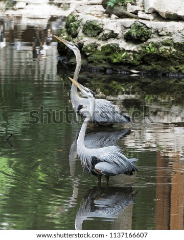 Blue Herons in its environment.
