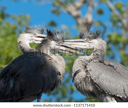 Blue Herons in its environment.