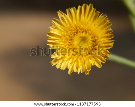 macro photo of yellow flower with blurry background