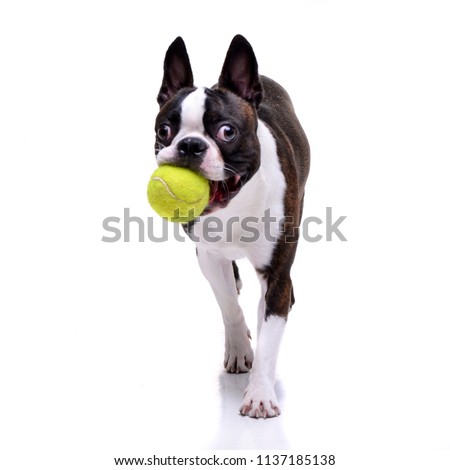 An adorable Boston Terrier playing with a tennis ball - isolated on white background.