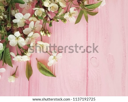 cherry blossom on pink wooden frame background