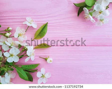 cherry blossom on pink wooden frame background