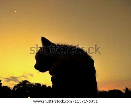 Silhouette of cat and the sunset.