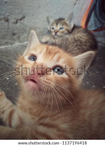 A two kittens on the floor. Vintage style image. Selective focus.