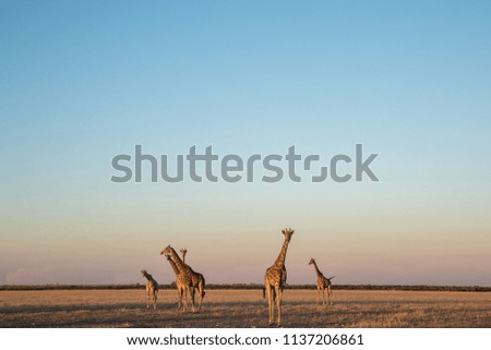 A herd of giraffes in the kalahari desert