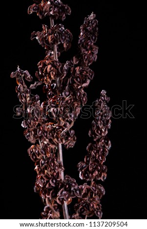 Curly dock seeds on black background (Rumex crispus)