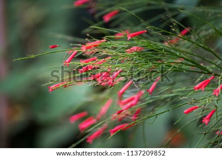 Beautiful red wild flower.  The flower of the grass.