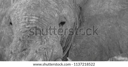 Close-up of rough wrinkled skin of elephant head, eyes, ears and trunk